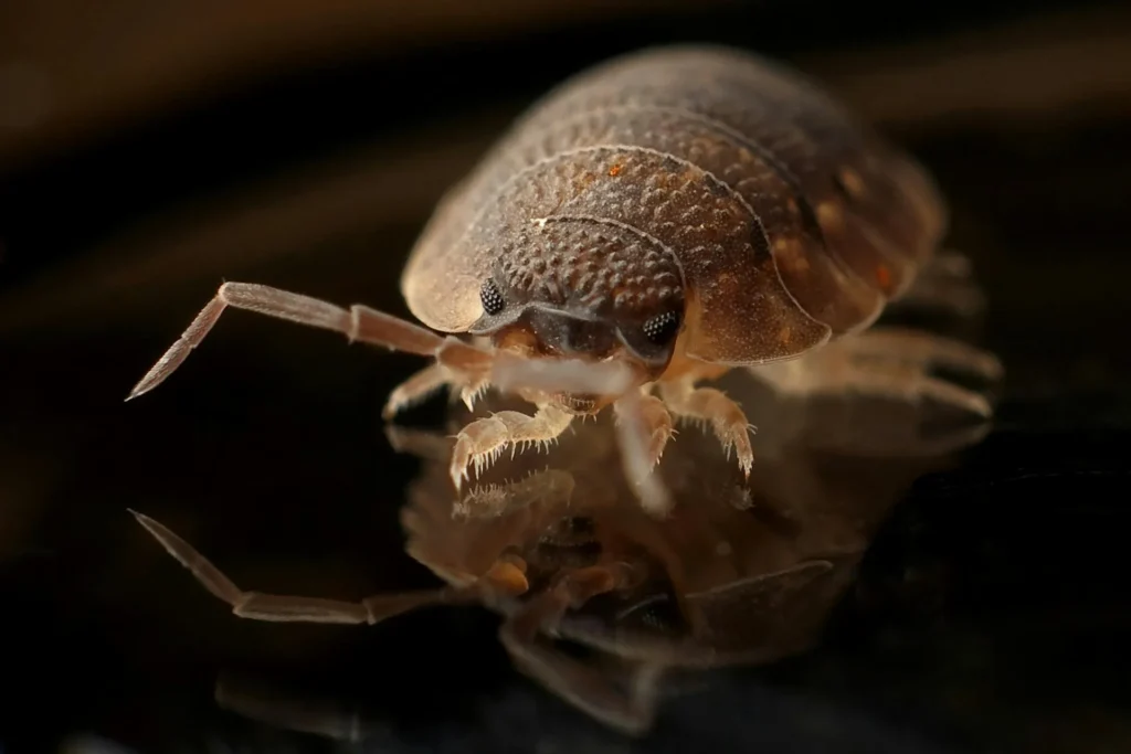 Bed-Bug-Treatment - Bridgewater Exterminator Pros | Bridgewater, NJ | 732-800-9043