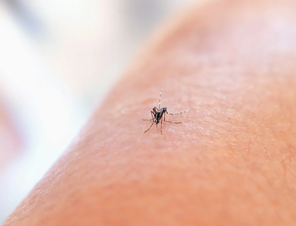 Mosquito Control - Bridgewater Exterminator Pros | Bridgewater, NJ | 732-800-9043